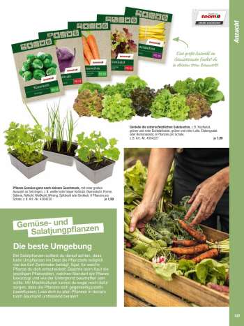thumbnail - Salatpflanze